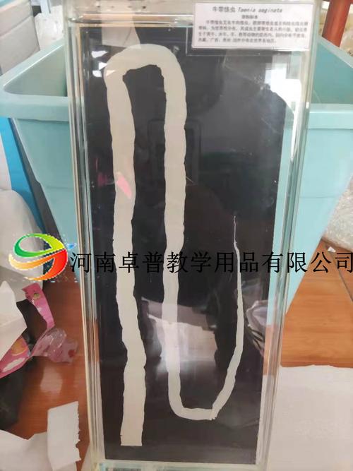 寄生虫大体标本 河南卓普教学用品如何赋能医学教学演示